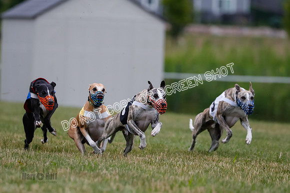 Prg 2, Race 4, Marty, Bogie, Denim, Meatloaf, Blaze, Raz-0999