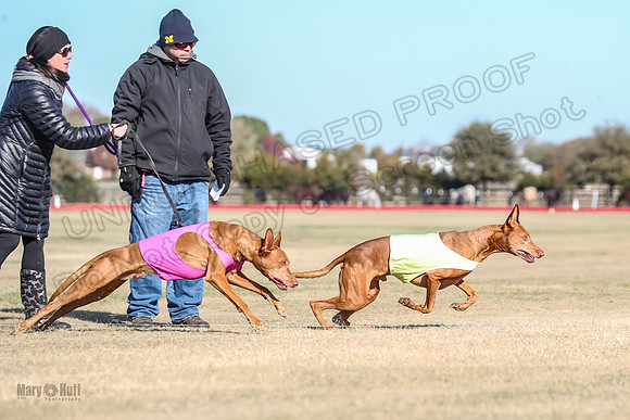 1Prelims Vet 1 Caper Copper-0950