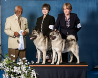 Elkhound 2020-1196