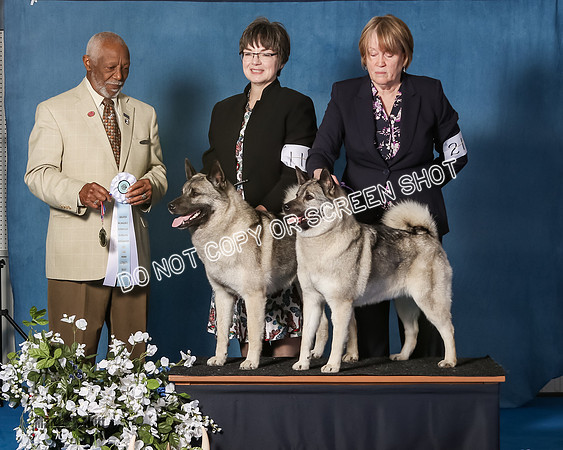 Elkhound 2020-1196