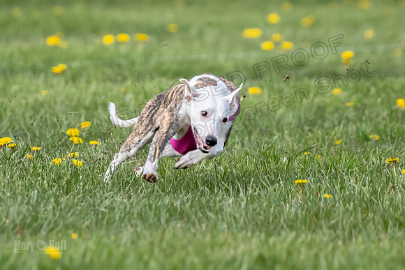 1 Prelim FCh B2 Echo Lzzy Indy-6752