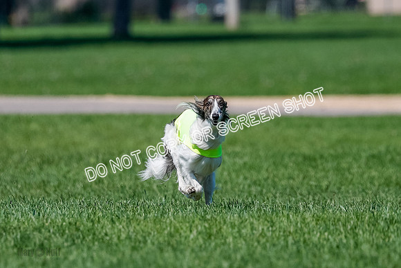 Silken Windhound Finals, Finnegan-3964