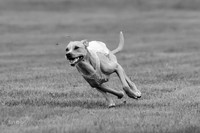 Prelims Zara-0806-2