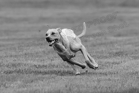 Prelims Zara-0806-2