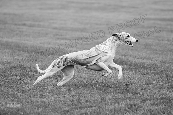Prelims Misty-0660-2