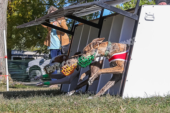 Prg 2, Race 1, Puppy, Reese JJ Revenant-9332