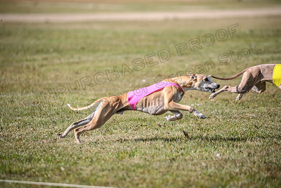 Finals Open 2 Fennec Keegan AnnieOakley-3891