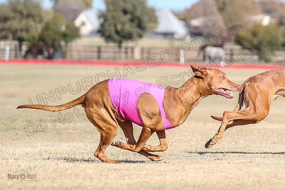 1Prelims Vet 1 Caper Copper-0955