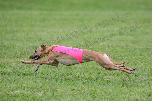 Prelim Open E4, Shelby GG Aria-9127