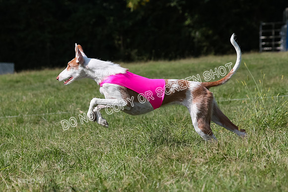 Prelim, Unknown Dogs-7984