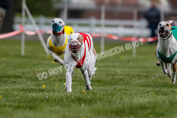 WRA, Prg 1, Race 2, Dash, Reas Mika Buzzsaw Moonstruck Elvis-8258