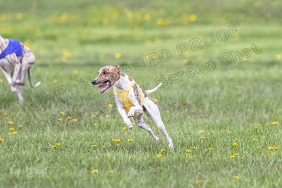 1 Prelim Open E1 Trixie Sneakers Ripley-6567