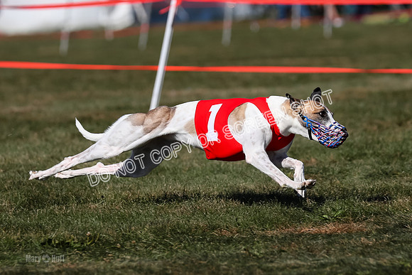 Prg 4, Race 3, Fortuna Rosie Mika Warrior-2538