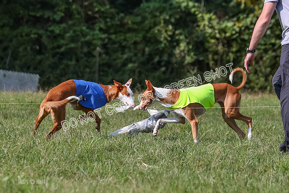 Open Prelim B1, Libby, Rogue, Penny-7816
