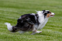 Cat Test 1-0473