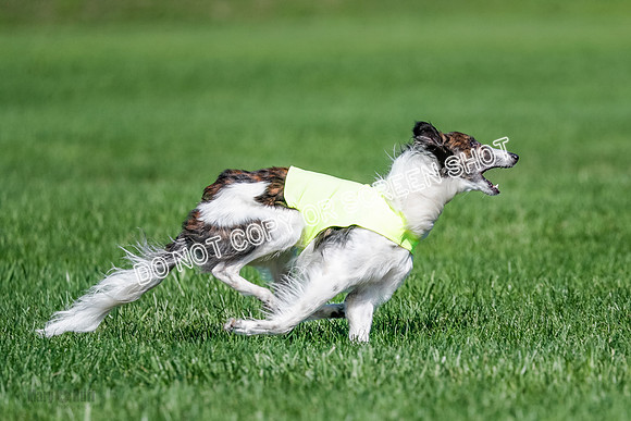 Silken Windhound Finals, Finnegan-3994