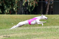 Whippet