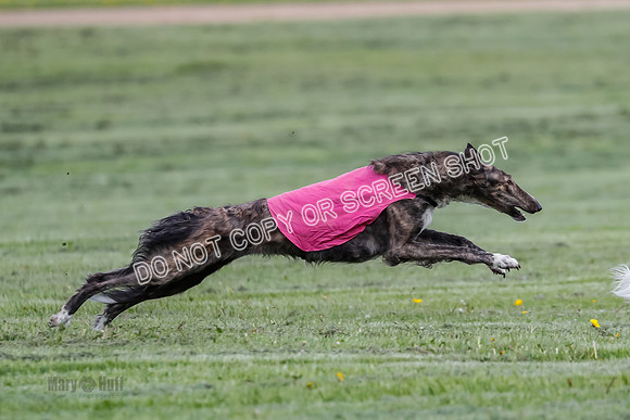 Prelim, Open, Rainbow Vera-8447