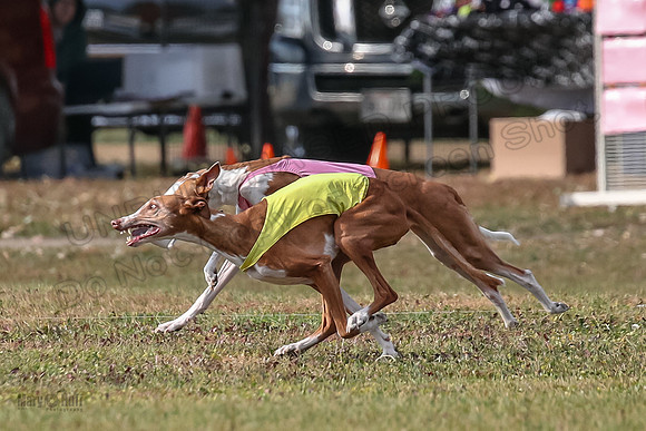 1 Prelims Vet 2 Dawn Thea-0872