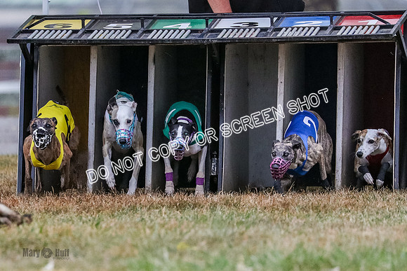 AE4I4979 Needle, Mushu, Wonder, Rigby, Tuff
