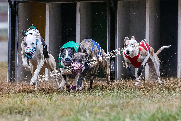 AE4I4986 Needle, Mushu, Wonder, Rigby, Tuff