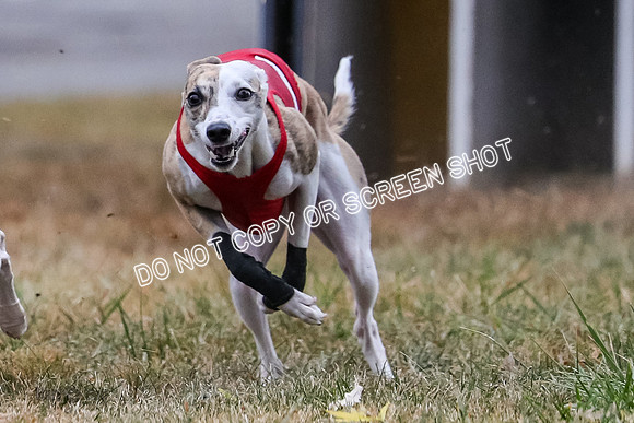 AE4I4993 Needle, Mushu, Wonder, Rigby, Tuff