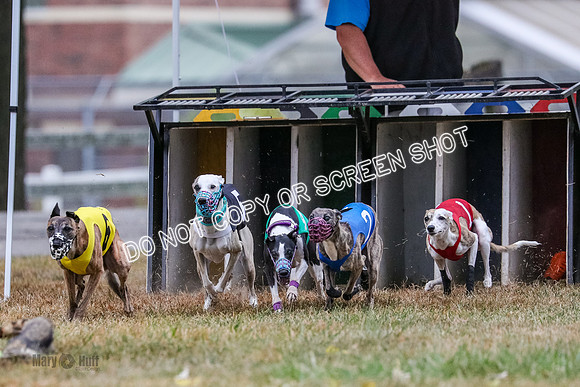 AE4I4985 Needle, Mushu, Wonder, Rigby, Tuff