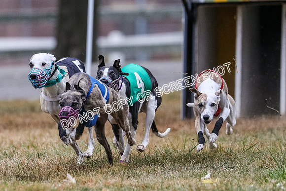 AE4I4991 Needle, Mushu, Wonder, Rigby, Tuff