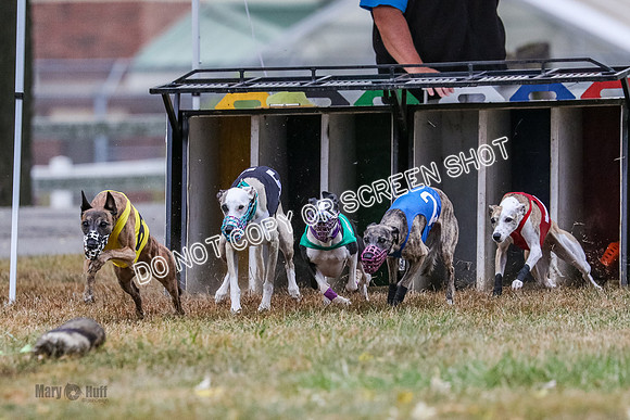 AE4I4984 Needle, Mushu, Wonder, Rigby, Tuff