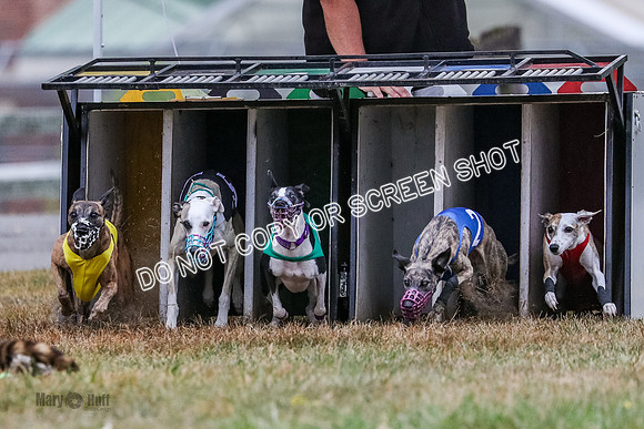 AE4I4980 Needle, Mushu, Wonder, Rigby, Tuff