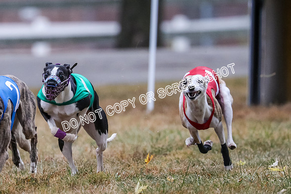 AE4I4995 Needle, Mushu, Wonder, Rigby, Tuff