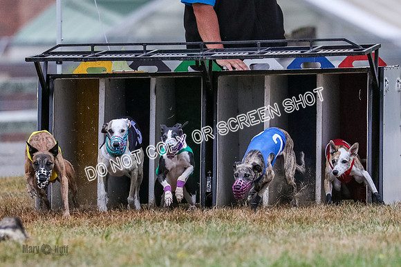 AE4I4981 Needle, Mushu, Wonder, Rigby, Tuff