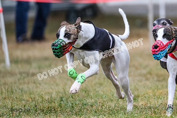 AE4I4954 Babblez, Tutu, Kraken