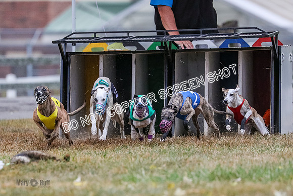 AE4I4983 Needle, Mushu, Wonder, Rigby, Tuff