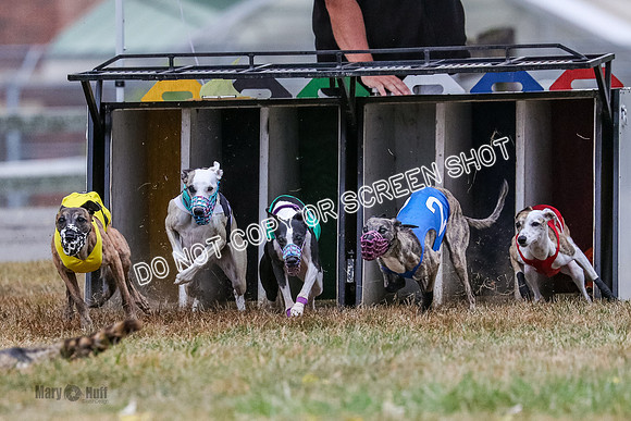 AE4I4982 Needle, Mushu, Wonder, Rigby, Tuff