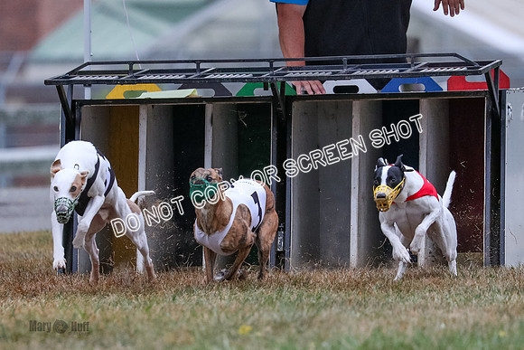 AE4I4966 Scooter, Nellie, Reas