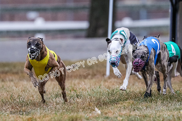 AE4I4989 Needle, Mushu, Wonder, Rigby, Tuff