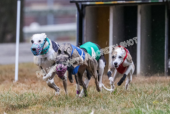 AE4I4988 Needle, Mushu, Wonder, Rigby, Tuff