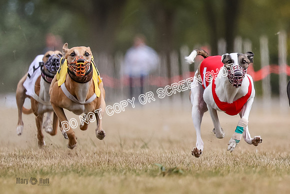 AE4I5508-2 Jigsaw, Maverick, Sandy, Buttercup, Smudge, Maggie