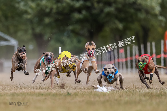 AE4I5621 Riggs, Joplin, Swift, Gronk, Maxx, Thunder