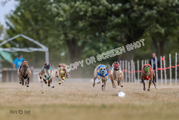 AE4I5608 Riggs, Joplin, Swift, Gronk, Maxx, Thunder