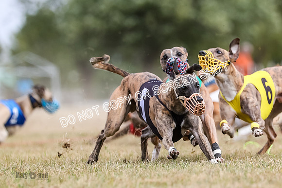 AE4I5637 Riggs, Joplin, Swift, Gronk, Maxx, Thunder