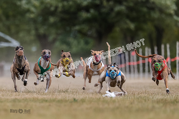 AE4I5619 Riggs, Joplin, Swift, Gronk, Maxx, Thunder