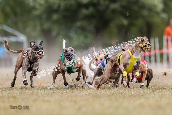 AE4I5625 Riggs, Joplin, Swift, Gronk, Maxx, Thunder