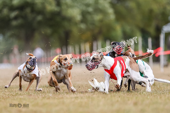 AE4I5519 Jigsaw, Maverick, Sandy, Buttercup, Smudge, Maggie
