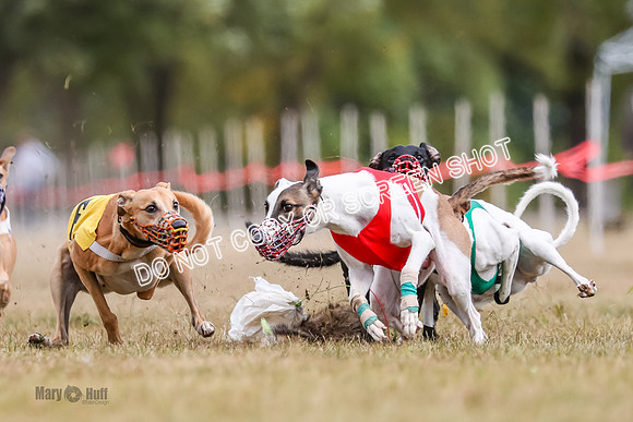 AE4I5518 Jigsaw, Maverick, Sandy, Buttercup, Smudge, Maggie