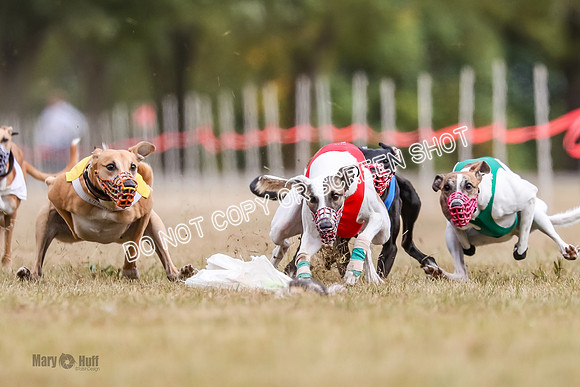 AE4I5515 Jigsaw, Maverick, Sandy, Buttercup, Smudge, Maggie