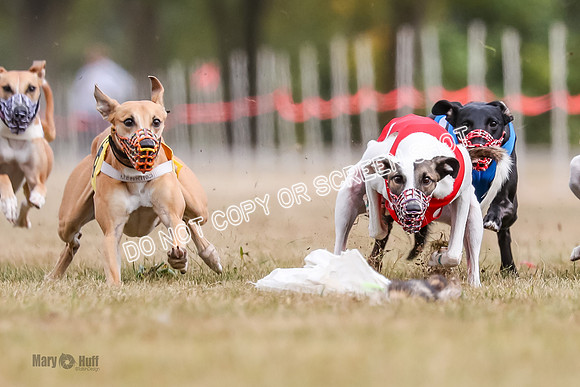 AE4I5514 Jigsaw, Maverick, Sandy, Buttercup, Smudge, Maggie