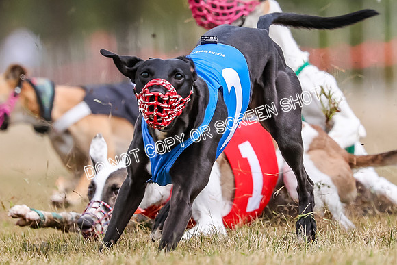 AE4I5528 Jigsaw, Maverick, Sandy, Buttercup, Smudge, Maggie