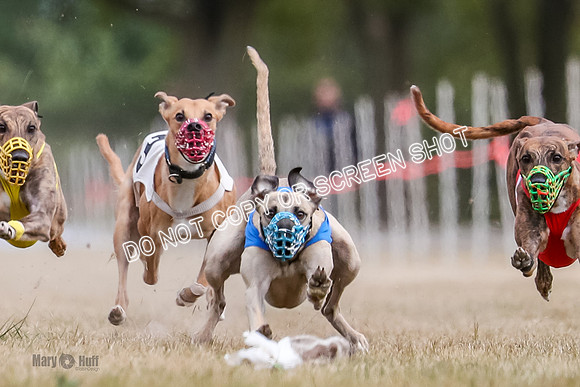AE4I5619-2 Riggs, Joplin, Swift, Gronk, Maxx, Thunder